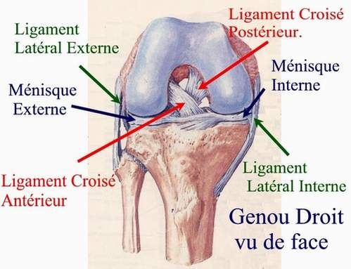 Arthrose du genou ou gonarthrose, définition et traitement