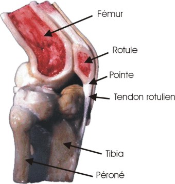 Luxation rotule - Centre Orthopédique Pasteur Lanroze