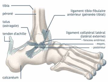 Définition, symptômes et diagnostic de l'entorse de cheville